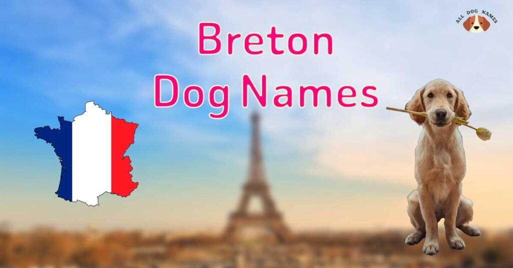 breton dog names